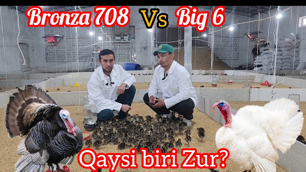 BIG 6 VA BRONZA 708 JO'JALARINI BOQISH XAQIDA TAVSIYALAR