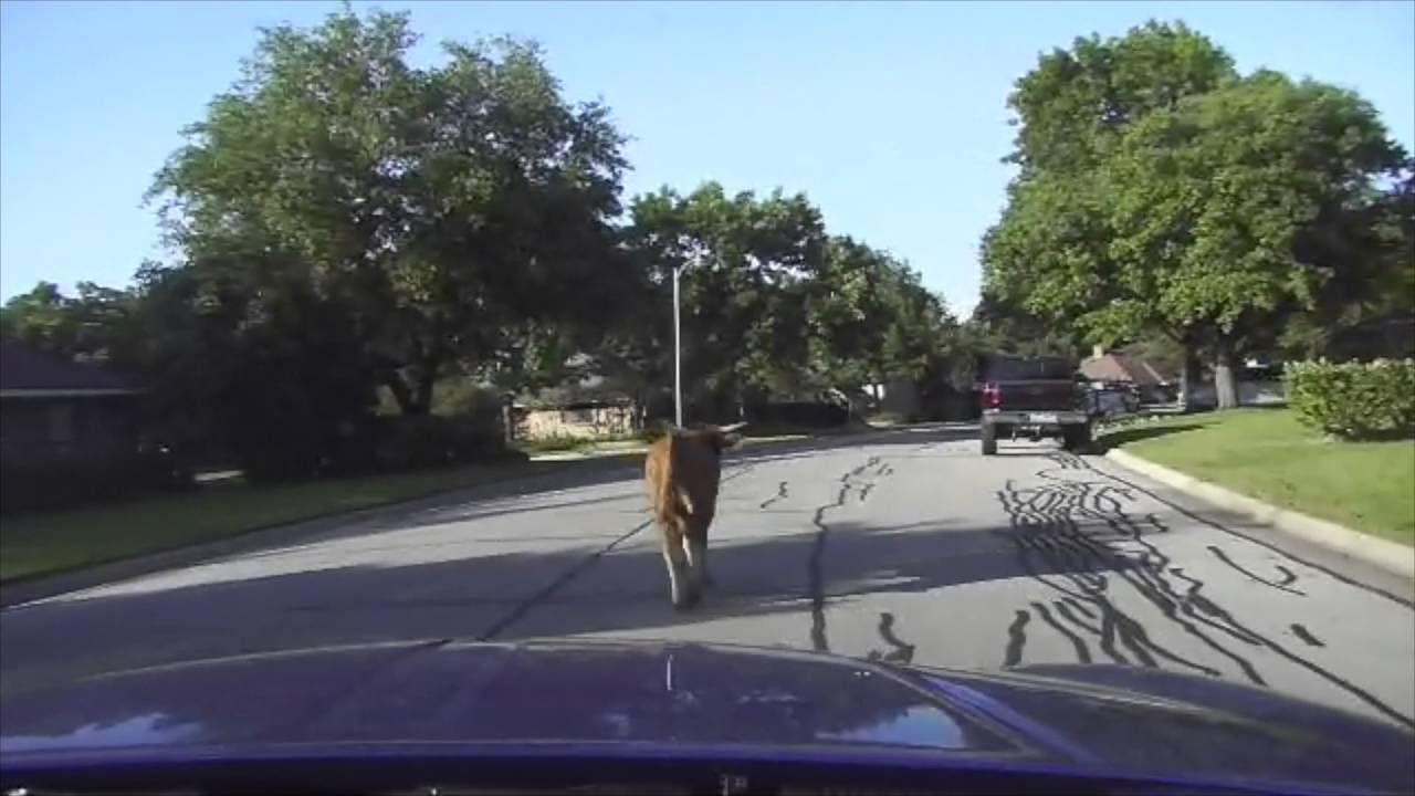 Hot Pursuit of Bull - Police Chase in Neighborhoods