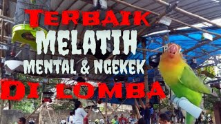 Audio Terbaik Simulasi Lomba Untuk Melatih Mental Dan Ngekek Lovebird| Simulasi Lomba Lovebird