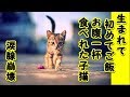 感動 泣ける話 野良猫餓死・生まれて初めてお腹一杯 ご飯食べれて良かったね（泣）（猫 感動 泣ける話 保護 涙腺崩壊 感涙 動物 動画 里親)招き猫ちゃんねる