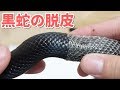 脱皮中の黒蛇の皮をむいたら気持ちよすぎた