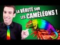 IDÉE REÇUE #14 : La couleur des caméléons