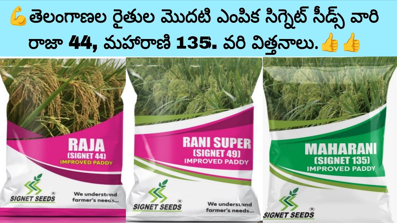 💪తెలంగాణల రైతుల మొదటి ఎంపిక సిగ్నెట్ సీడ్స్ వారి   రాజా 44, మహారాణి 135. వరి విత్తనాలు.👍👍
