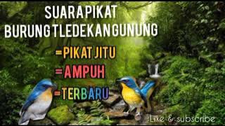 Mp3 Pikat jitu burung tledekan gunung paling ampuh