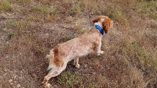 Epagnuel Breton em treino para caça a codorniz!