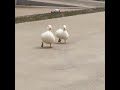 تعاليلى يا بطه
