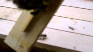 Beekeeping first experience by Andrei Shaiko summer 2008 Eastern Europe 107 sec video
