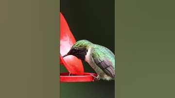 Hummingbird Feeding 4K Footage