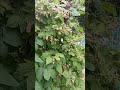 Raspberry's on the allotment 14th June 2024 #shorts #raspberry