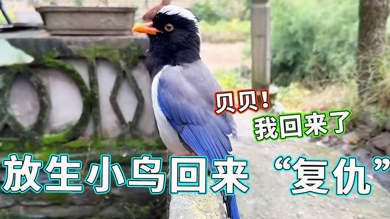 万万没想到！放生小鸟回来复仇！曾经欺负它的贝贝，现在吓得不敢露头！【天下一场梦】