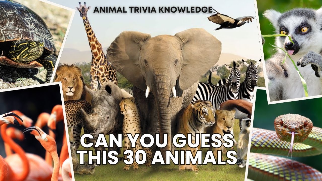 Questions Animal 30 Animal Questions | Fun Animal Quiz for Kids & Adults 🐯🦉🦓Animal ...