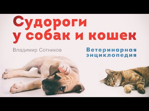 Судороги у собак и кошек