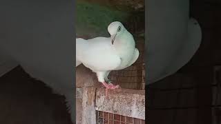 meh hua baazigar🕊️😍😘😍#like #comment #share #trending #viral #shorts #support #subscribers