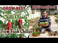 Grow Best Chilli Plants from your Kitchen Chillies Absolutely free of cost