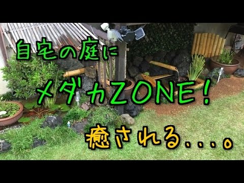 Diy 庭に メダカのビオトープ を作ってみた Youtube