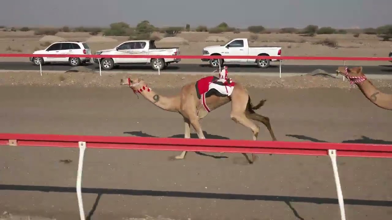 ميدان صحار 25-10-2025 ش15 (جلمودة)لـ سعيد عمر صقر الجابري 6.25 لقايا 4كم