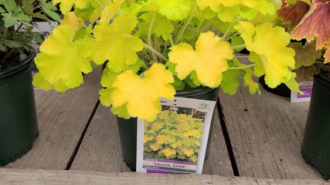 Heuchera 'Lemon Love' (Coral Bells) YouTube