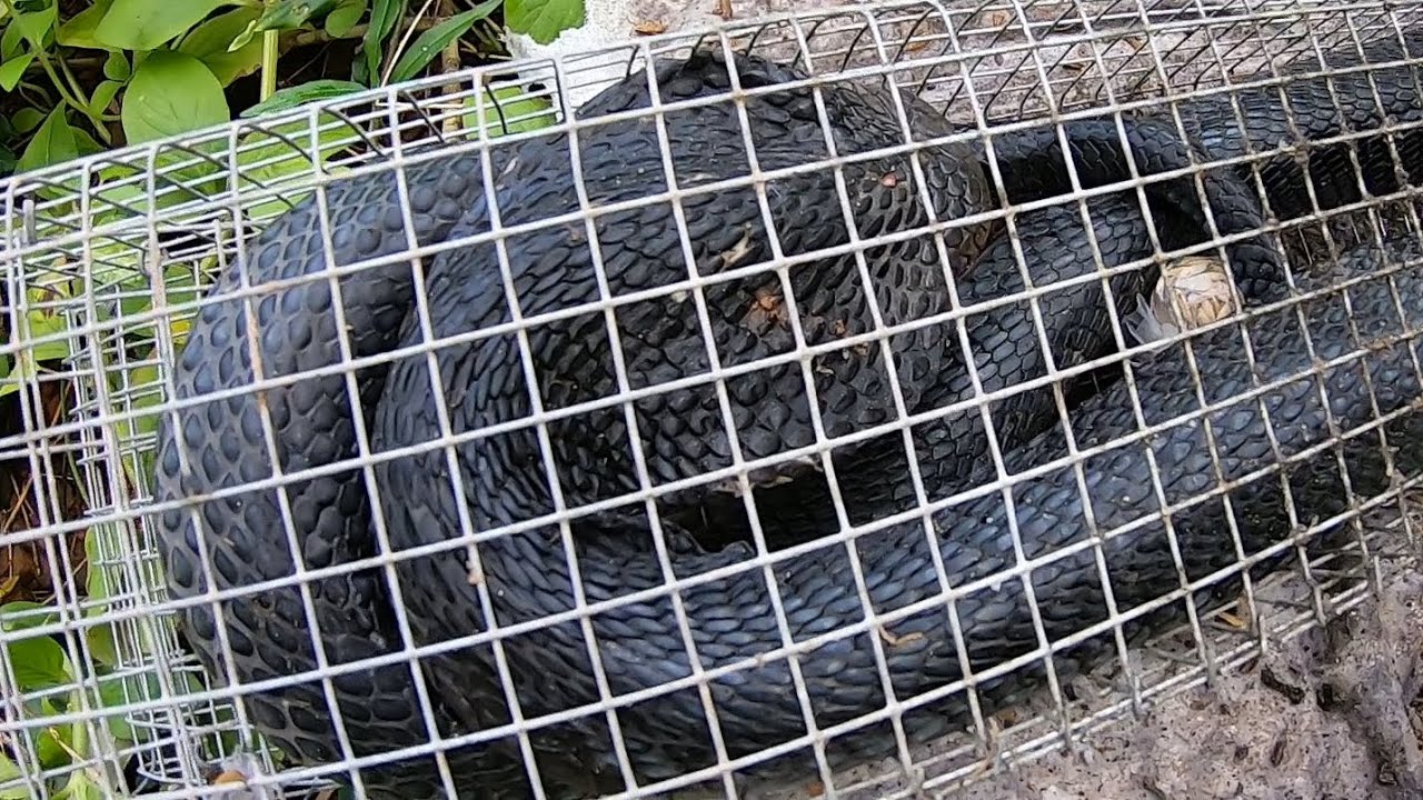 Con Rắn Hổ Thứ 2 Nầy Thật Quá Khủng Khiếp