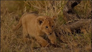 Top 20 cutest baby lions in the world. (6th & 5th Places) [African Safari Plus⁺] 189