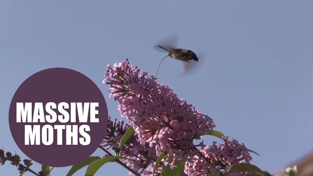Britain's Indian summer will draw an influx of massive MOTHS to the UK
