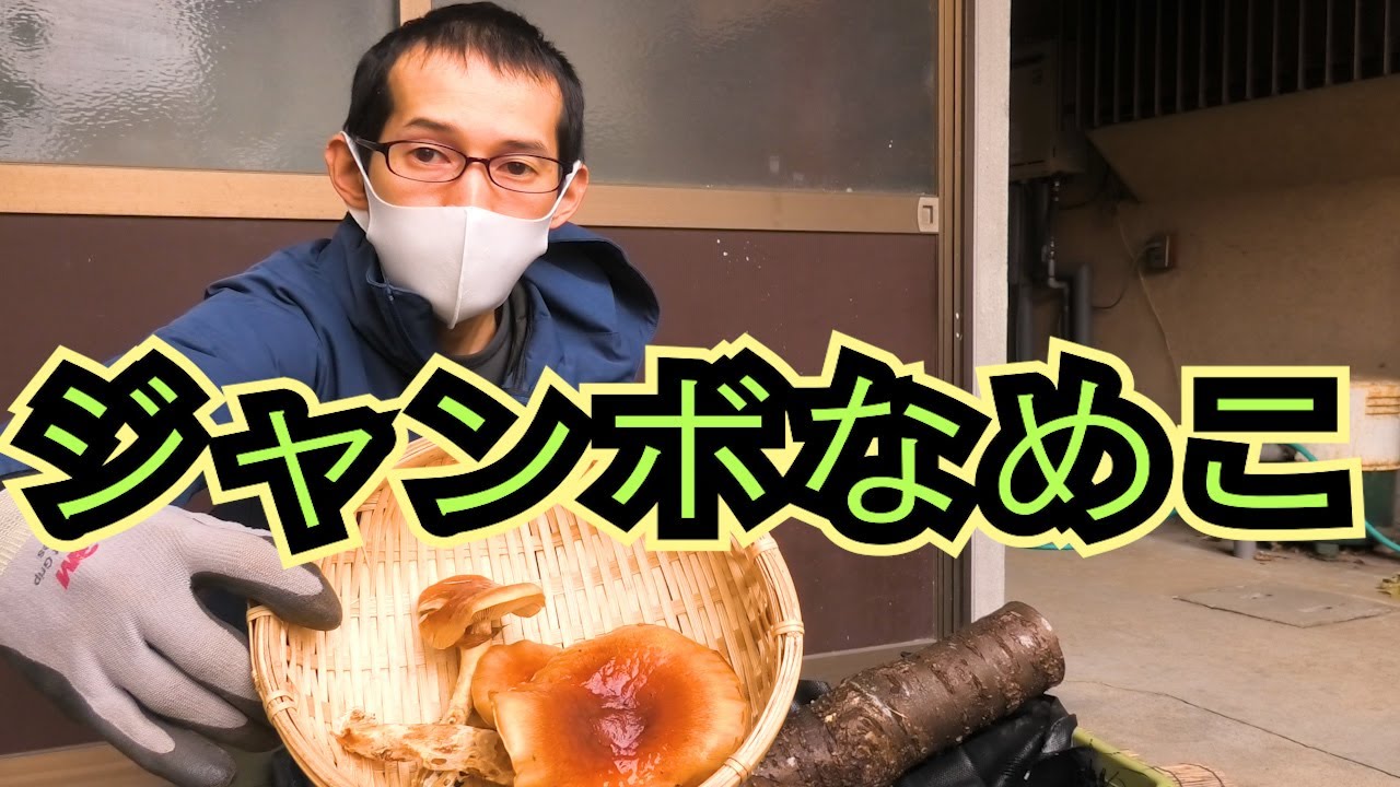 家庭できのこ栽培】ジャンボなめこ・しいたけ原木栽培1年目冬の様子 