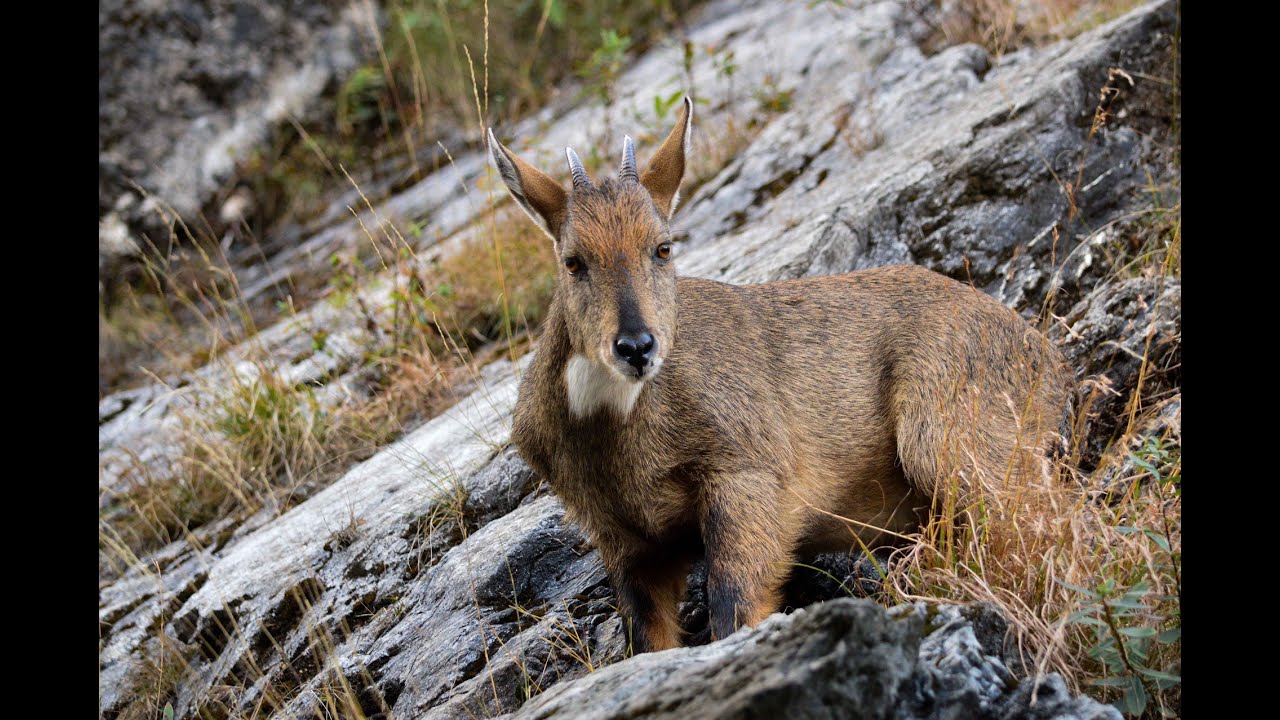 Горал амурский