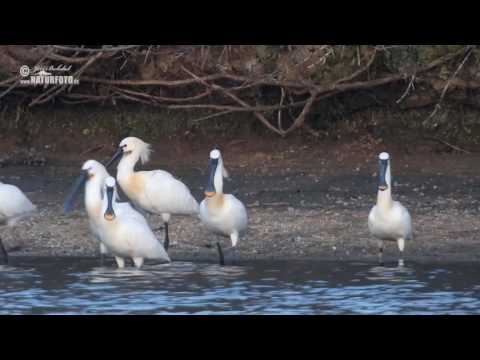 Kolpík bílý (Platalea leucorodia)