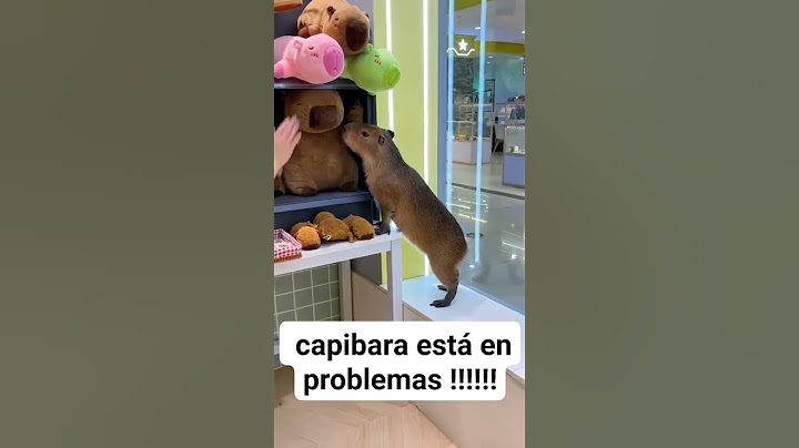 capybara solo quería un peluche 🧸☹️ #capybara #capibara #carpincho #cute