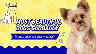 Top 10 Most Beautiful Dogs Globally|| HD 1080p|| Educational|| Dog Lovers