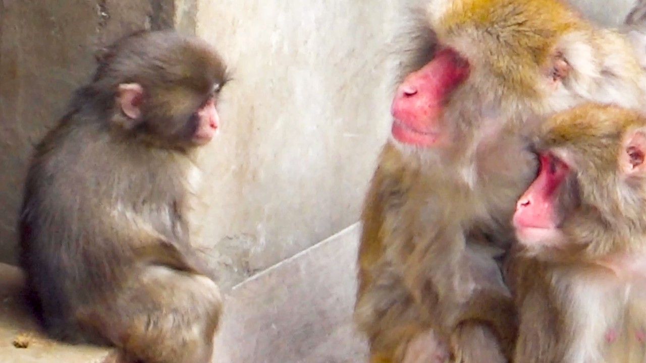 Punch Bonds with a Kind Monkey Couple—Then Comes a Plot Twist!