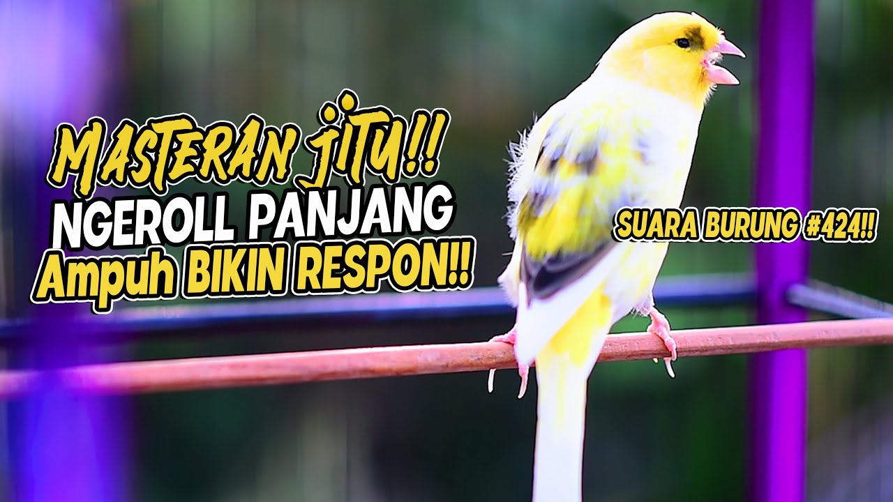 SUARA BURUNG |424| Kenari GACOR PANJANG INI Cocok untuk Masteran KENARI PAUD dan Kenari Macet BUNYI