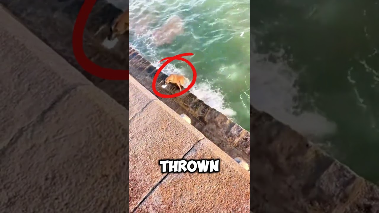 Incredible! This Dog Picks Up Ocean Trash to Recycle 🐶♻️ 