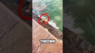 Download Lagu Ongelooflijk! Deze hond raapt oceaanafval op om te recyclen 🐶♻️ #shorts MP3