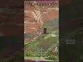 Streamer & bro bully fusey not allowing him to slide down hill #apexlegends #apex #apexlegendsclips