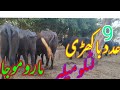 Watch nili ravi buffalo for sale in punjab pakistan and you tub030042672851562023