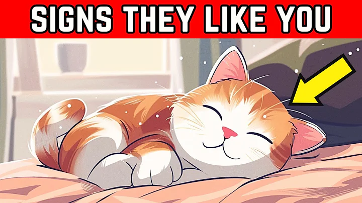 If a Cat Does THIS, They Like You #Cats #Catlovers #Catlife