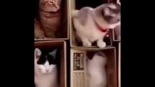 Kata Baba buat story WA Kucing Lucu bikin ngakak😂😂