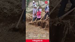 Seed Planting: Traditional Farming Practices Teamwork