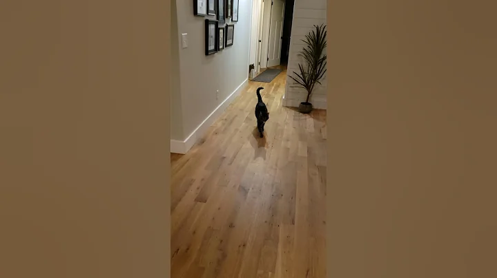 cats can fetch too!