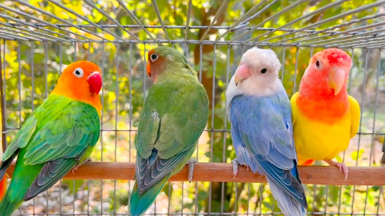 Lovebird Sounds | Lovebird singing
