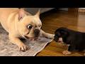 Hilarious French Bulldog Videos ๐ถ
