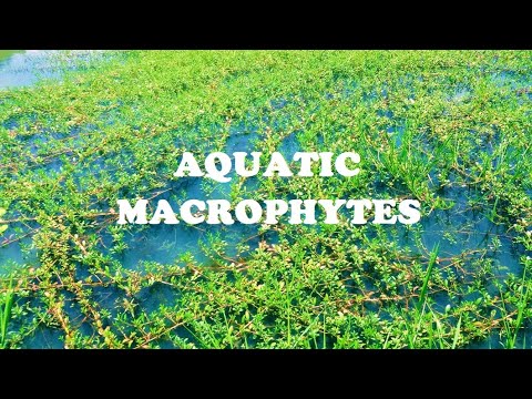 Aquatic Macrophytes