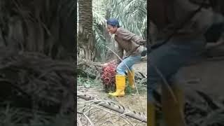 momen lucu 😂 pertama kali angkat buah kelapa sawit #shorts #momenlucu