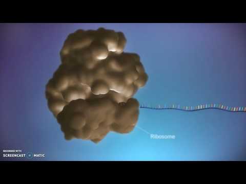 Video: Verschil Tussen Cytogenetica En Moleculaire Genetica
