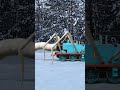Злой Томас напал на маму Evil Thomas Train Attacked Mom Shorts 