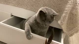 British cat favorite place to hide 🐾😂 cute funny cat ❤️🐾😮 by British Shelby 26 views 2 years ago 2 minutes, 58 seconds