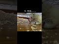 リチャードソンジリスを飼うのは大変です。。。#shorts #ピー助 #リチャードソンジリス