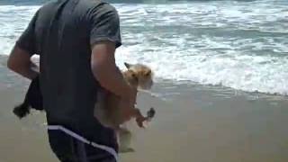 The Abe Zoola Ocean Dog Swim School