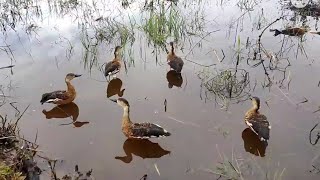 Download Lagu Berburu Belibis Berenang di Sawah MP3