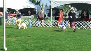 National Specialty Show Brittany Spaniel Club of Canada 2017 - Veteran Males & Winners Dog by Hunters Heart 153 views 6 years ago 14 minutes, 4 seconds